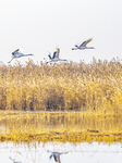 Wetland Rare Birds National Nature Reserve in Yancheng.