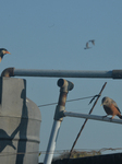 Birds In India