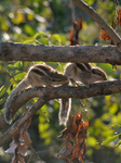 Matting Of Squirrels