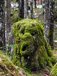 Moss-Covered Tree Stump In The Forest