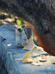 A Squirrel Eats Food