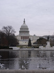 Seagulls In Capitol Reflecting Pool