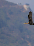 Nepal  Wildlife