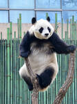 Giant Panda Play at Beijing Zoo.