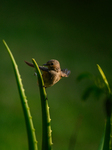 Taiga Flycatcher Bird 