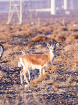 Mongolian gazelle.