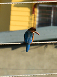 Common Kingfisher Bird