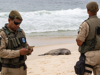 Sea Lion Stays on the Sands of Ipanema Beach in Rio de Janeiro