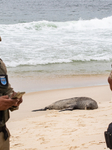 Sea Lion Stays on the Sands of Ipanema Beach in Rio de Janeiro