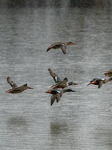 Bald Eagles, Ducks, And Canada Geese At The Oxbow Nature Conservancy