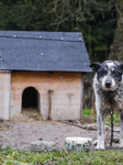 Dogs On A Chain In Poland