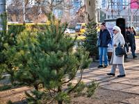 Sale of Christmas trees in Odesa.