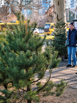 Sale of Christmas trees in Odesa.