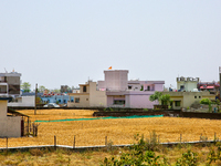 Wheat Fields Near Haridwar