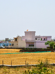 Wheat Fields Near Haridwar