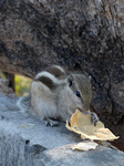 Squirrel Is Eating Food