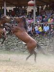 A Horse Fighting During Xinhe Festival In China