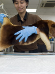 Tree kangaroo Receives A Health Examination At The Singapore Zoo