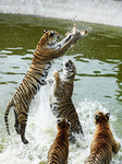 Siberian Tiger Park In Hailin City, China