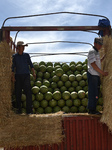 Watermelon Planting In Northwest China