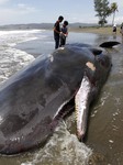 A Whale Carcass On Alue Naga Beach In Indonesia