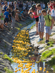 Rubber Duck Race In Szentendre, Hungary