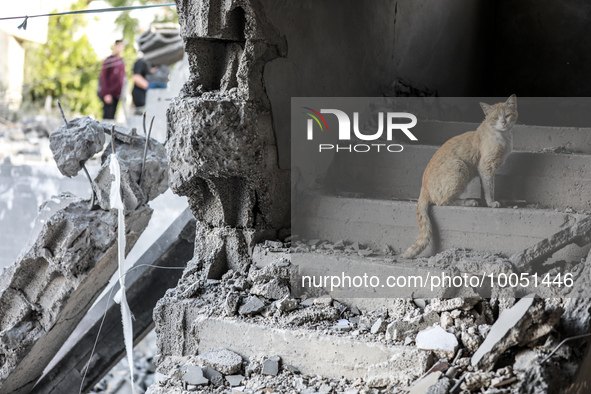 A cat stands on the ruins of houses destroyed by Israeli air strikes on May 13, in Beit Lahia in the northern Gaza Strip, on May 16, 2023....