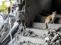 A cat stands on the ruins of houses destroyed by Israeli air strikes on May 13, in Beit Lahia in the northern Gaza Strip, on May 16, 2023....