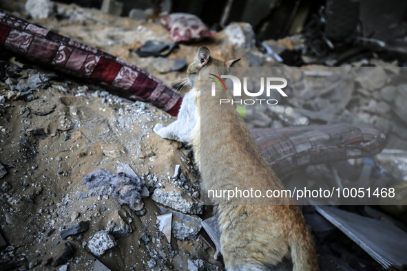 A cat stands on the ruins of houses destroyed by Israeli air strikes on May 13, in Beit Lahia in the northern Gaza Strip, on May 16, 2023....