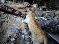 A cat stands on the ruins of houses destroyed by Israeli air strikes on May 13, in Beit Lahia in the northern Gaza Strip, on May 16, 2023....