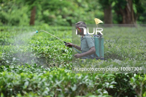  A tea garden worker sprays Insecticides on tea leaves in a tea garden in Nagaon district of Assam , India on May 26 ,2023 . 