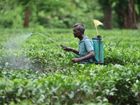  A tea garden worker sprays Insecticides on tea leaves in a tea garden in Nagaon district of Assam , India on May 26 ,2023 . (