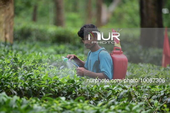  A tea garden worker sprays Insecticides on tea leaves in a tea garden in Nagaon district of Assam , India on May 26 ,2023 . 