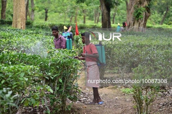 Tea garden workers sprays Insecticides on tea leaves in a tea garden in Nagaon district of Assam , India on May 26 ,2023 . 