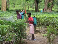 Tea garden workers sprays Insecticides on tea leaves in a tea garden in Nagaon district of Assam , India on May 26 ,2023 . (