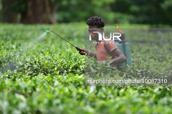  A tea garden worker sprays Insecticides on tea leaves in a tea garden in Nagaon district of Assam , India on May 26 ,2023 . 