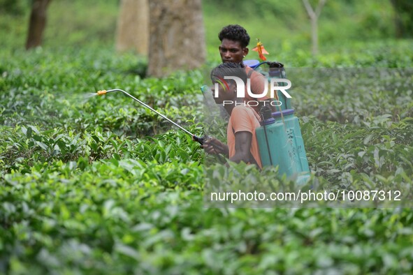  A tea garden worker sprays Insecticides on tea leaves in a tea garden in Nagaon district of Assam , India on May 26 ,2023 . 