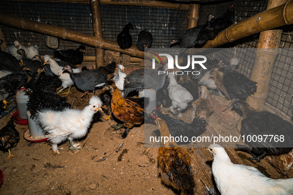 Every year mass bird flu infections forced farmers in numerous countries to slaughter millions of chickens -- something that contributed to...