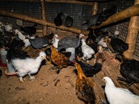 Every year mass bird flu infections forced farmers in numerous countries to slaughter millions of chickens -- something that contributed to...