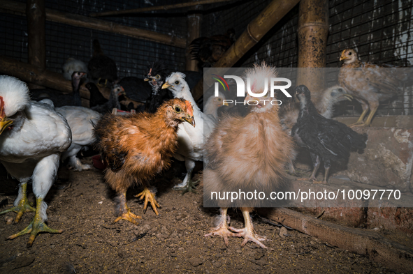 Every year mass bird flu infections forced farmers in numerous countries to slaughter millions of chickens -- something that contributed to...