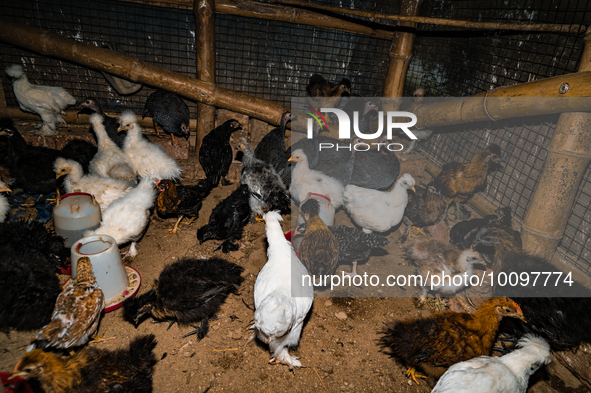 Every year mass bird flu infections forced farmers in numerous countries to slaughter millions of chickens -- something that contributed to...