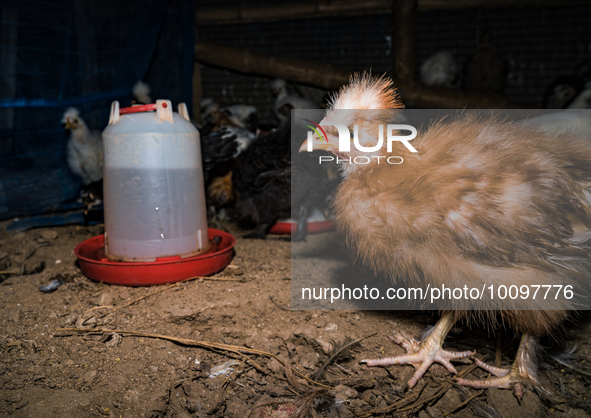 Every year mass bird flu infections forced farmers in numerous countries to slaughter millions of chickens -- something that contributed to...