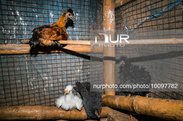 Every year mass bird flu infections forced farmers in numerous countries to slaughter millions of chickens -- something that contributed to...