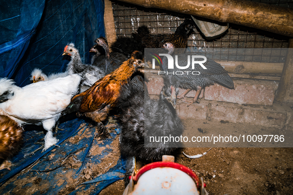 Every year mass bird flu infections forced farmers in numerous countries to slaughter millions of chickens -- something that contributed to...