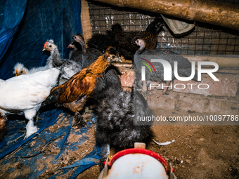 Every year mass bird flu infections forced farmers in numerous countries to slaughter millions of chickens -- something that contributed to...