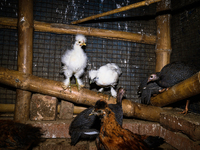 Every year mass bird flu infections forced farmers in numerous countries to slaughter millions of chickens -- something that contributed to...