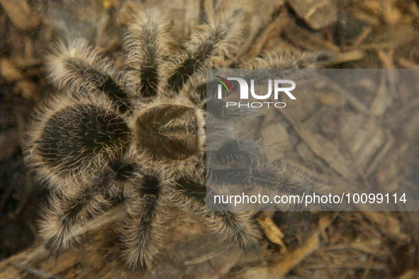 Curly Hair Tarantula (Tliltocatl albopilosum) in Mississauga, Ontario, Canada, on May 07, 2022. 