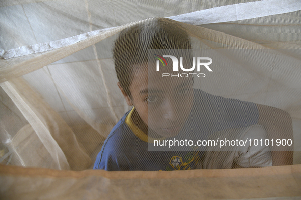 Bangladeshi child dengue patients covered with a mosquito net suffer from dengue fever as they receive treatment at a Hospital in Dhaka, Ban...