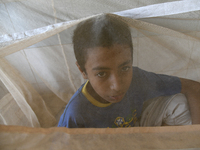 Bangladeshi child dengue patients covered with a mosquito net suffer from dengue fever as they receive treatment at a Hospital in Dhaka, Ban...