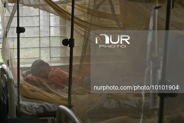 Bangladeshi child dengue patients covered with a mosquito net suffer from dengue fever as they receive treatment at a Hospital in Dhaka, Ban...